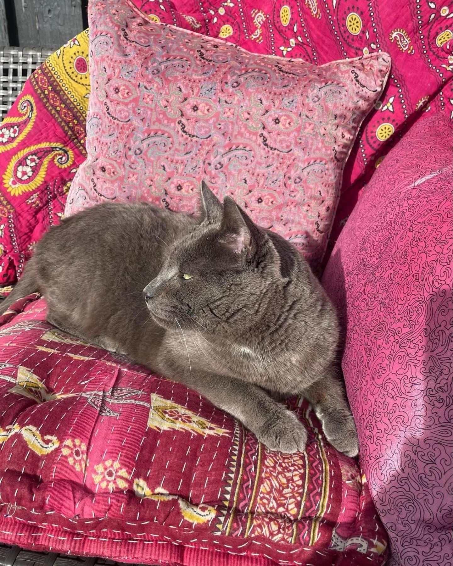 Cool Familyhome Close To The Beach W Two Cuddly Cats Espergærde エクステリア 写真